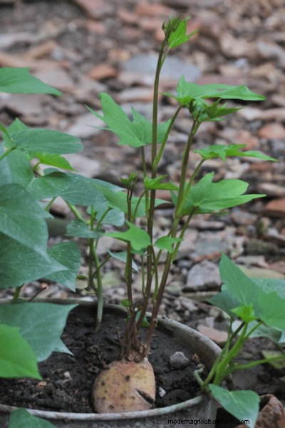 Sweet Potato Harvesting: Timing, Methods & Growing Guide