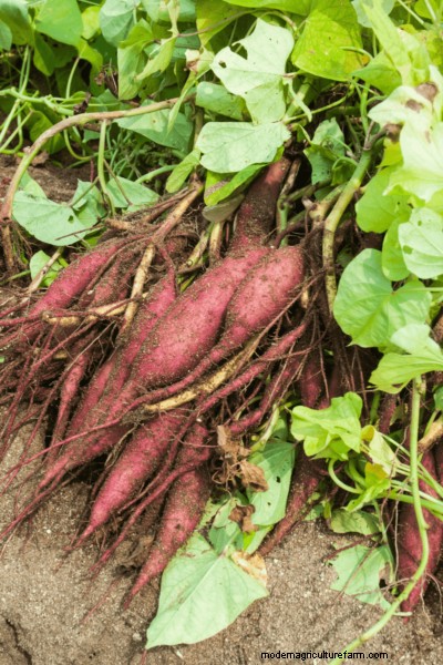 Sweet Potato Harvesting: Timing, Methods & Growing Guide