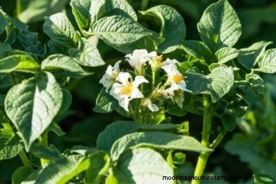 Best Companion Plants for Potatoes: Boost Growth & Protect Your Crop