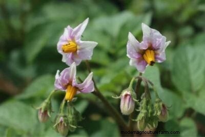 Best Companion Plants for Potatoes: Boost Growth & Protect Your Crop