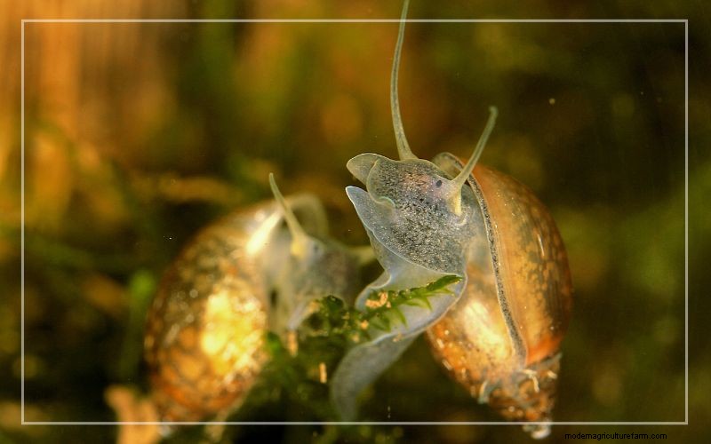 Aquarium Pests: Identification & Effective Treatment