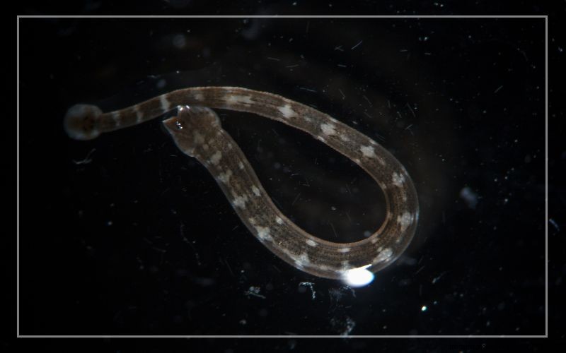Aquarium Pests: Identification & Effective Treatment