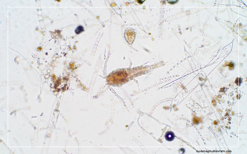 Aquarium Pests: Identification & Effective Treatment