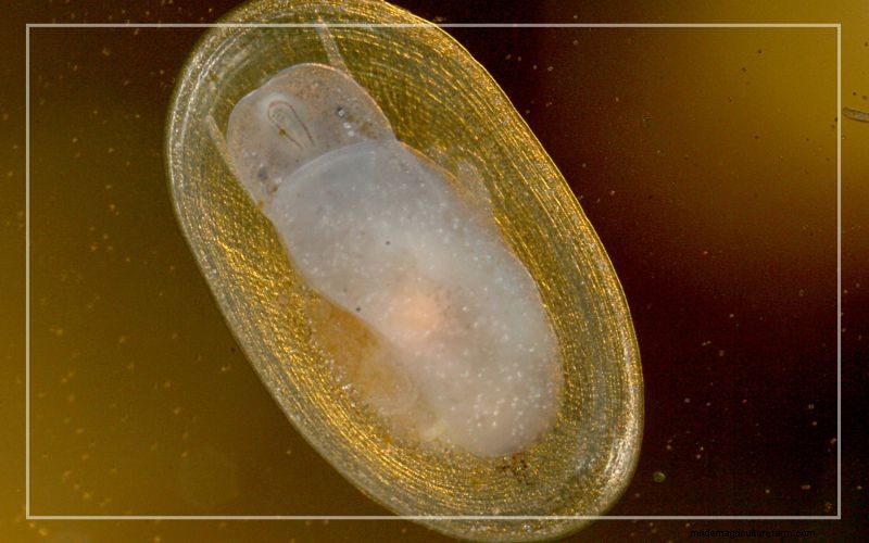 Aquarium Pests: Identification & Effective Treatment