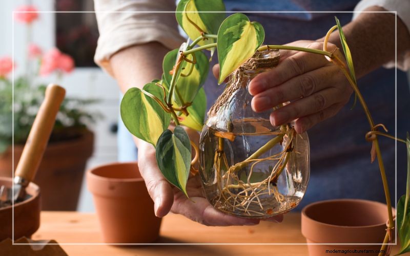 Philodendron in Aquariums: Benefits, Care & Safety