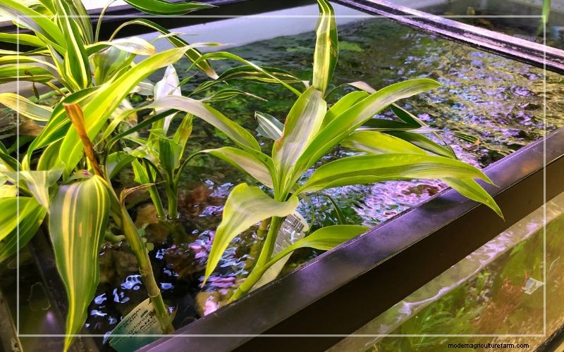 Philodendron in Aquariums: Benefits, Care & Safety