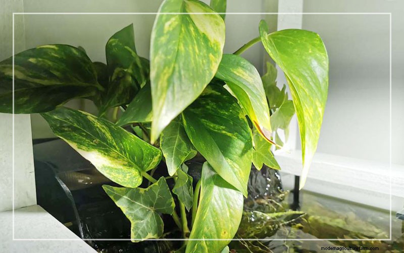 Philodendron in Aquariums: Benefits, Care & Safety