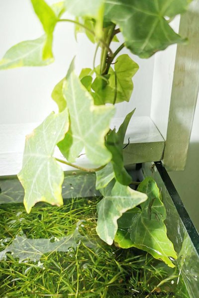 Philodendron in Aquariums: Benefits, Care & Safety