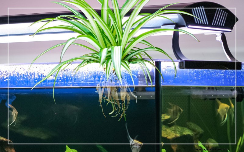 Philodendron in Aquariums: Benefits, Care & Safety