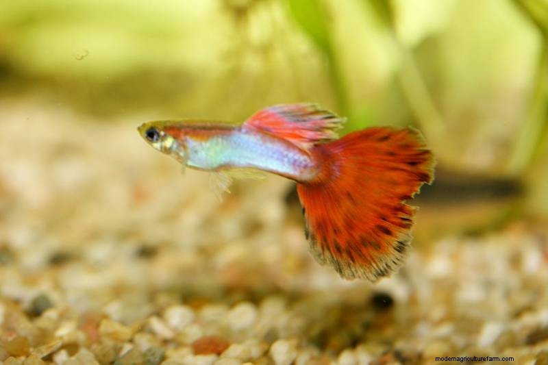 Swim Bladder Disease in Fish: Causes, Symptoms & Treatment