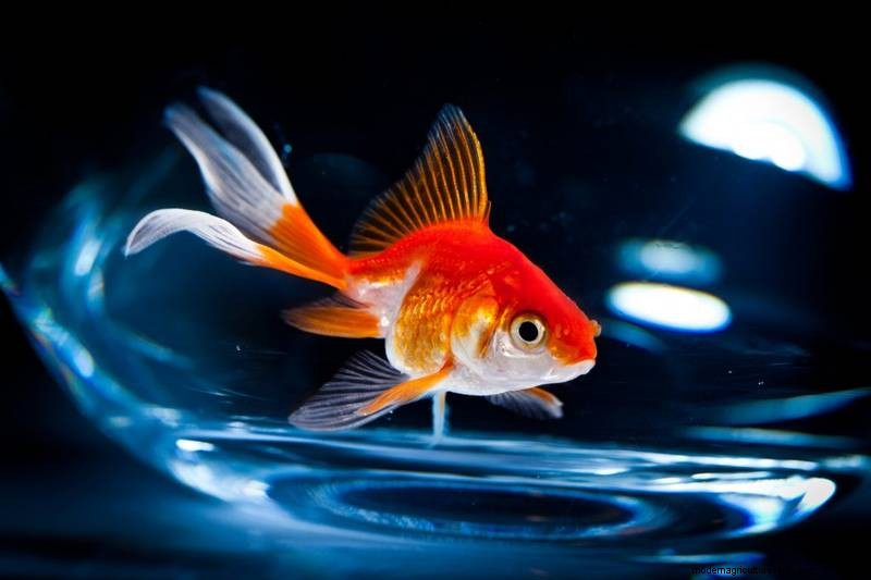 Goldfish Tank Size & Stocking: 2025 Guidelines & Calculator