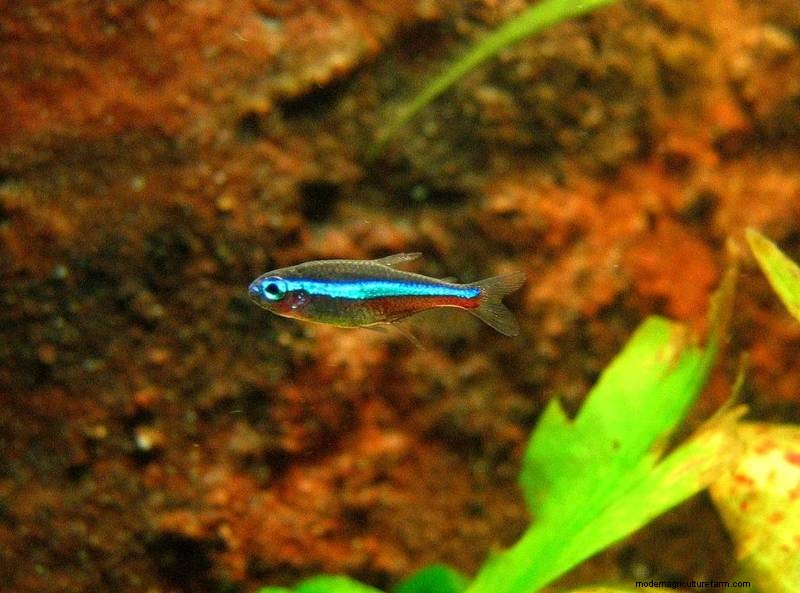 Green Neon Tetra Care: A Comprehensive Guide for Beginners