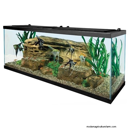 Guide to Aquarium Catfish: Types, Care & Avoidance