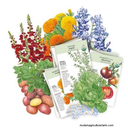 Best Vegetable Companion Planting Combinations for Spring