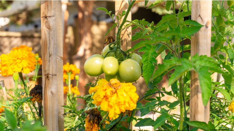 Best Vegetable Companion Planting Combinations for Spring