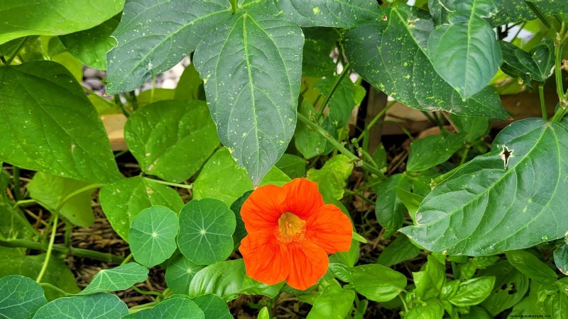 Best Vegetable Companion Planting Combinations for Spring
