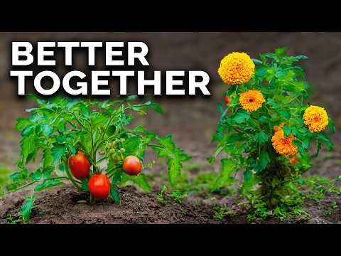 Best Vegetable Companion Planting Combinations for Spring