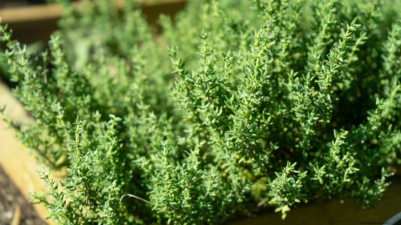 Best Vegetable Companion Planting Combinations for Spring