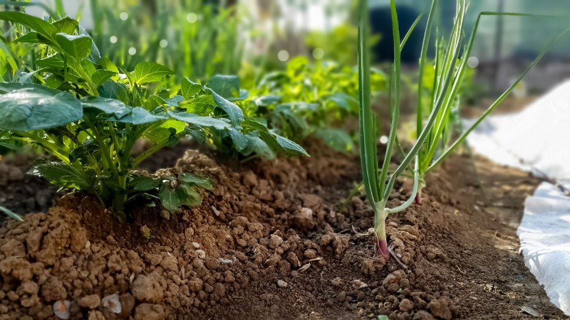 Best Vegetable Companion Planting Combinations for Spring