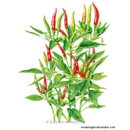 Pinching Pepper Plants: Maximize Your Harvest - Expert Guide