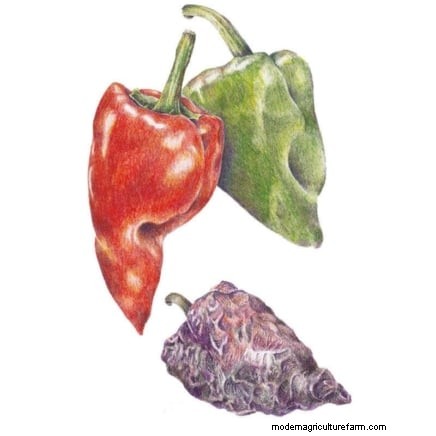 Pinching Pepper Plants: Maximize Your Harvest - Expert Guide
