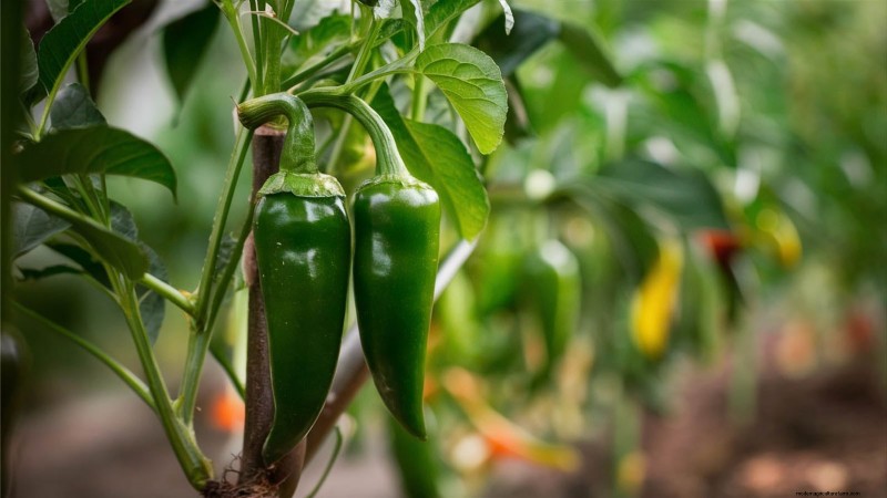 Pinching Pepper Plants: Maximize Your Harvest - Expert Guide