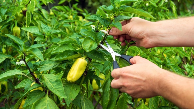 Pinching Pepper Plants: Maximize Your Harvest - Expert Guide