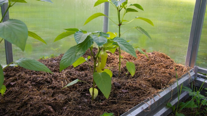 Pinching Pepper Plants: Maximize Your Harvest - Expert Guide