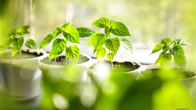 Pinching Pepper Plants: Maximize Your Harvest - Expert Guide