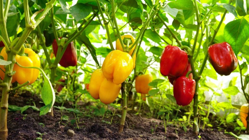Pinching Pepper Plants: Maximize Your Harvest - Expert Guide