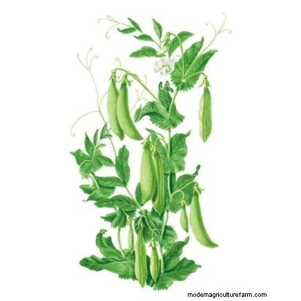 Growing Sugar Snap Peas: A Beginner s Guide to Easy Harvests