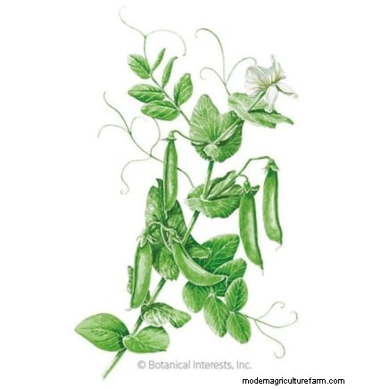 Growing Sugar Snap Peas: A Beginner s Guide to Easy Harvests