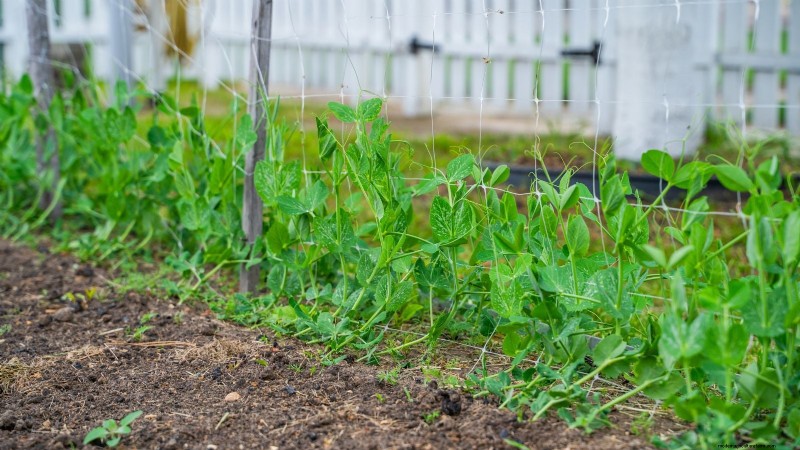 Growing Sugar Snap Peas: A Beginner s Guide to Easy Harvests