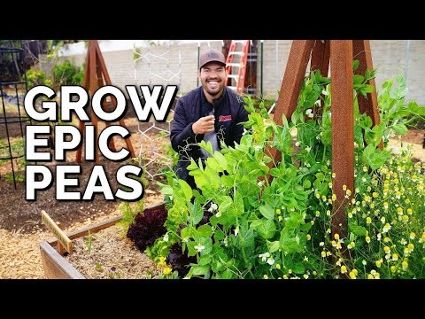 Growing Sugar Snap Peas: A Beginner s Guide to Easy Harvests