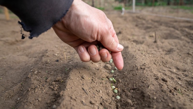 Growing Sugar Snap Peas: A Beginner s Guide to Easy Harvests