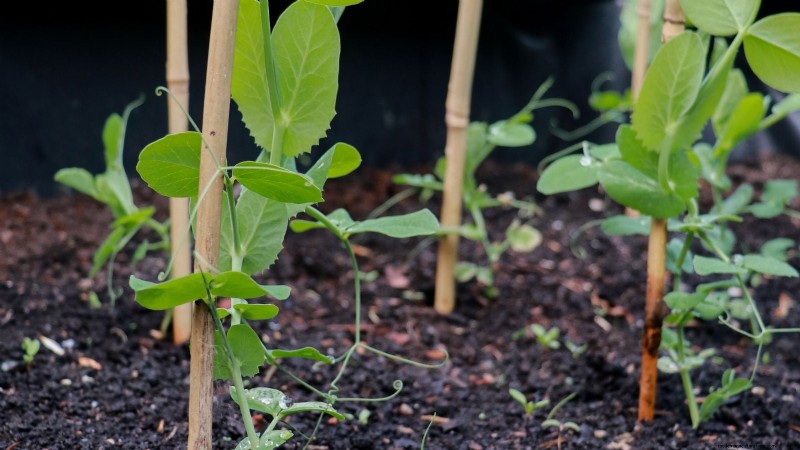 Growing Sugar Snap Peas: A Beginner s Guide to Easy Harvests
