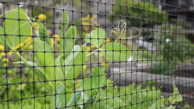 Growing Sugar Snap Peas: A Beginner s Guide to Easy Harvests