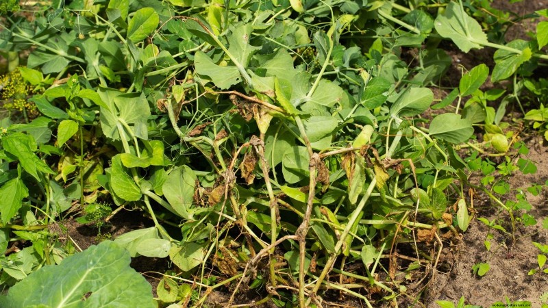 Growing Sugar Snap Peas: A Beginner s Guide to Easy Harvests