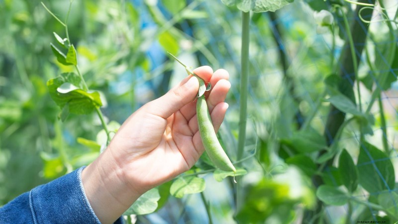 Growing Sugar Snap Peas: A Beginner s Guide to Easy Harvests