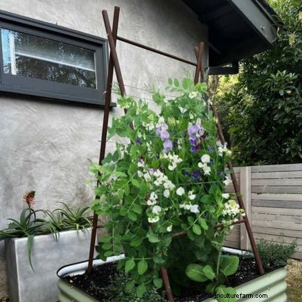 Growing Watermelons in Raised Beds: A Complete Guide