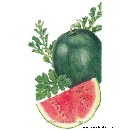 Growing Watermelons in Raised Beds: A Complete Guide