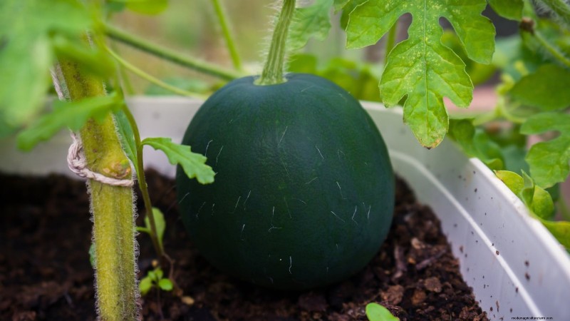 Growing Watermelons in Raised Beds: A Complete Guide