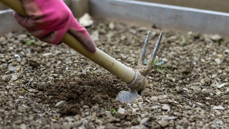 Growing Watermelons in Raised Beds: A Complete Guide