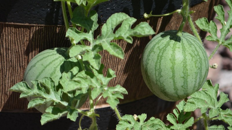 Growing Watermelons in Raised Beds: A Complete Guide