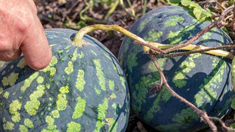 Growing Watermelons in Raised Beds: A Complete Guide