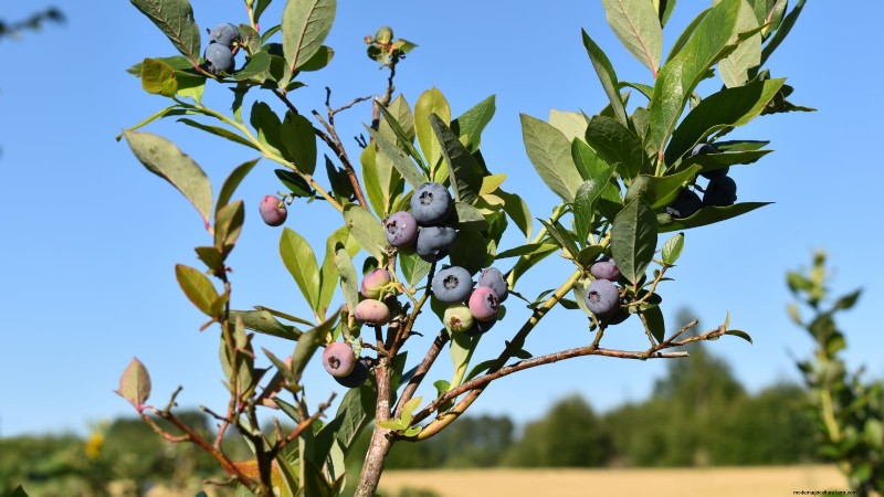 Planting Blueberry Bushes in Spring: A Complete Guide