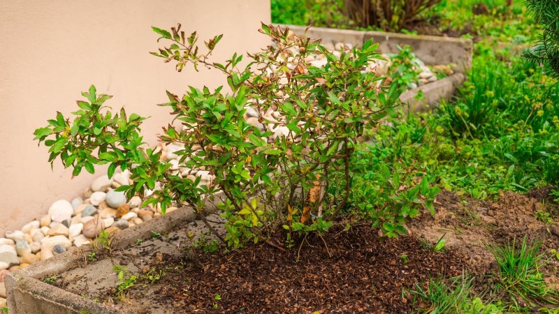 Planting Blueberry Bushes in Spring: A Complete Guide