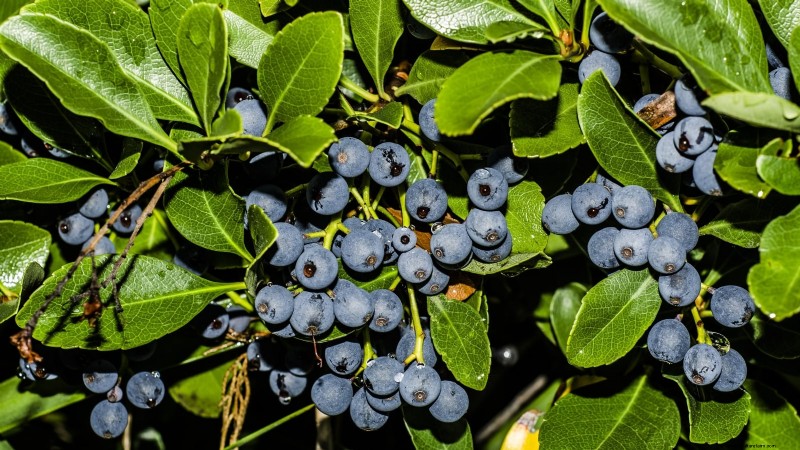Planting Blueberry Bushes in Spring: A Complete Guide