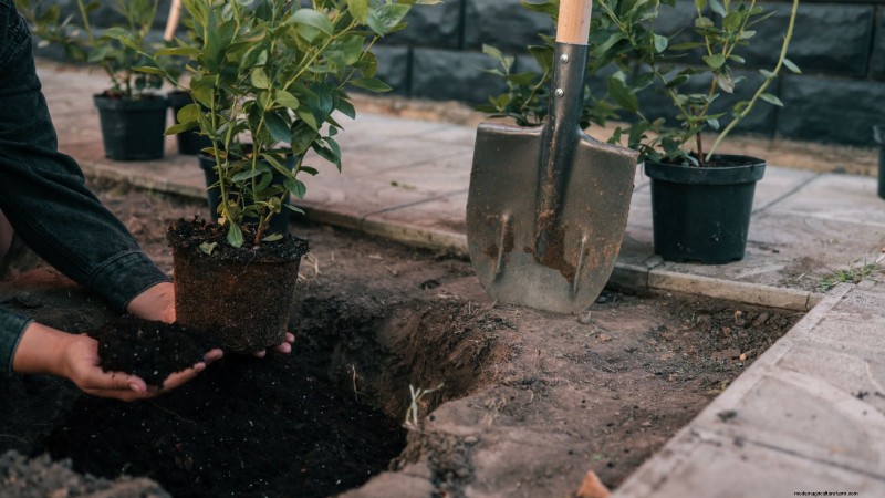 Planting Blueberry Bushes in Spring: A Complete Guide