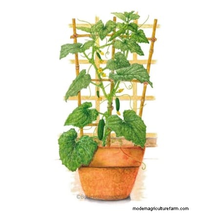 Bush vs. Vining Cucumbers: Choosing the Right Type for Your Garden